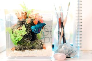 A small aquarium on a desk with a betta fish in it.