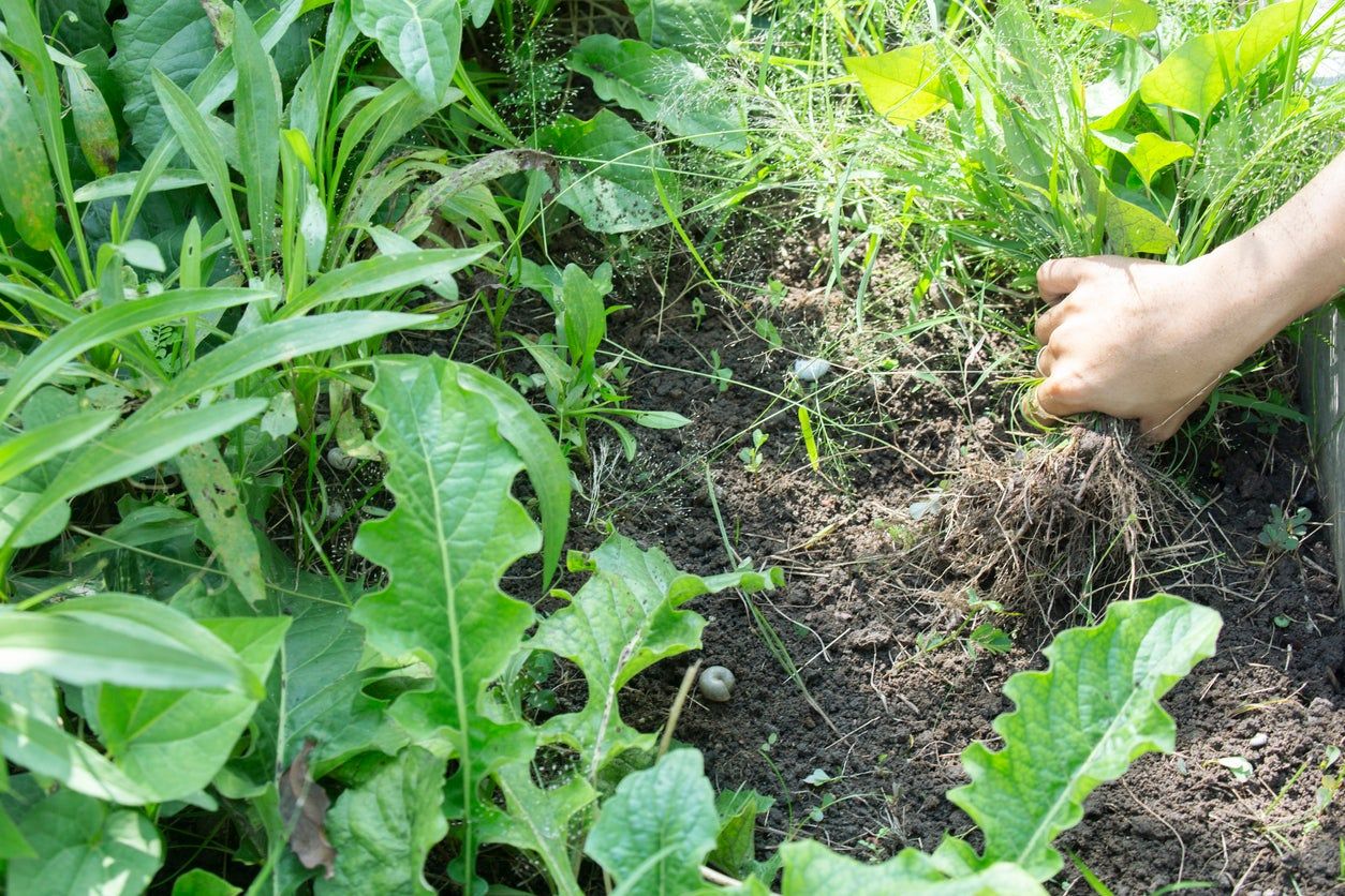 Weeds Being Pulled Out Of The Garden