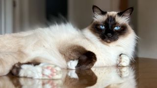 fluffy, cream coloured cat with dark legs, white feet and a dark face and ears. The cat is reclining on a polished table