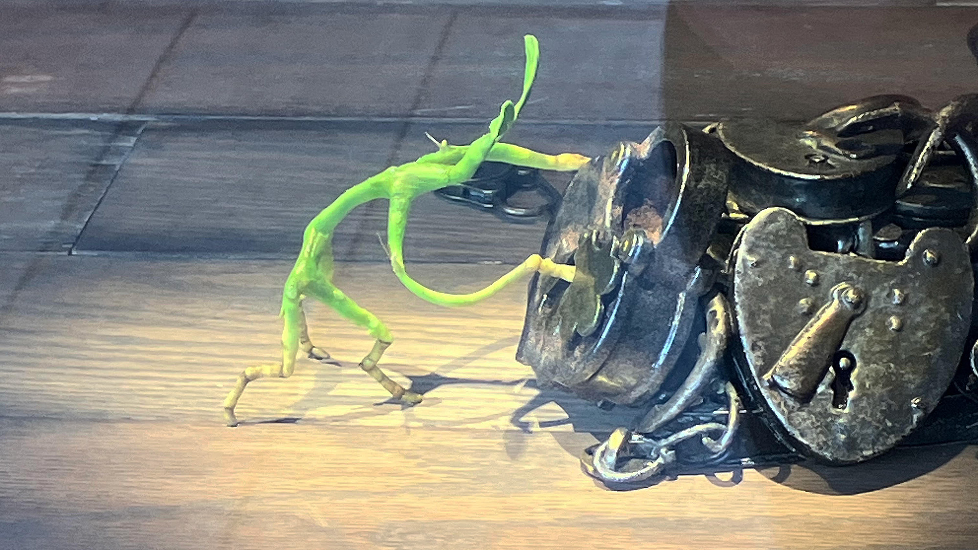 Pickett in a window in the Ministry of Magic area of Epic Universe.