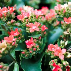 flowering kalanchoe plant with red blooms