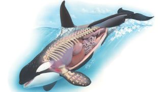  Uma ilustração mostrando um corte do corpo de uma orca e os órgãos internos.