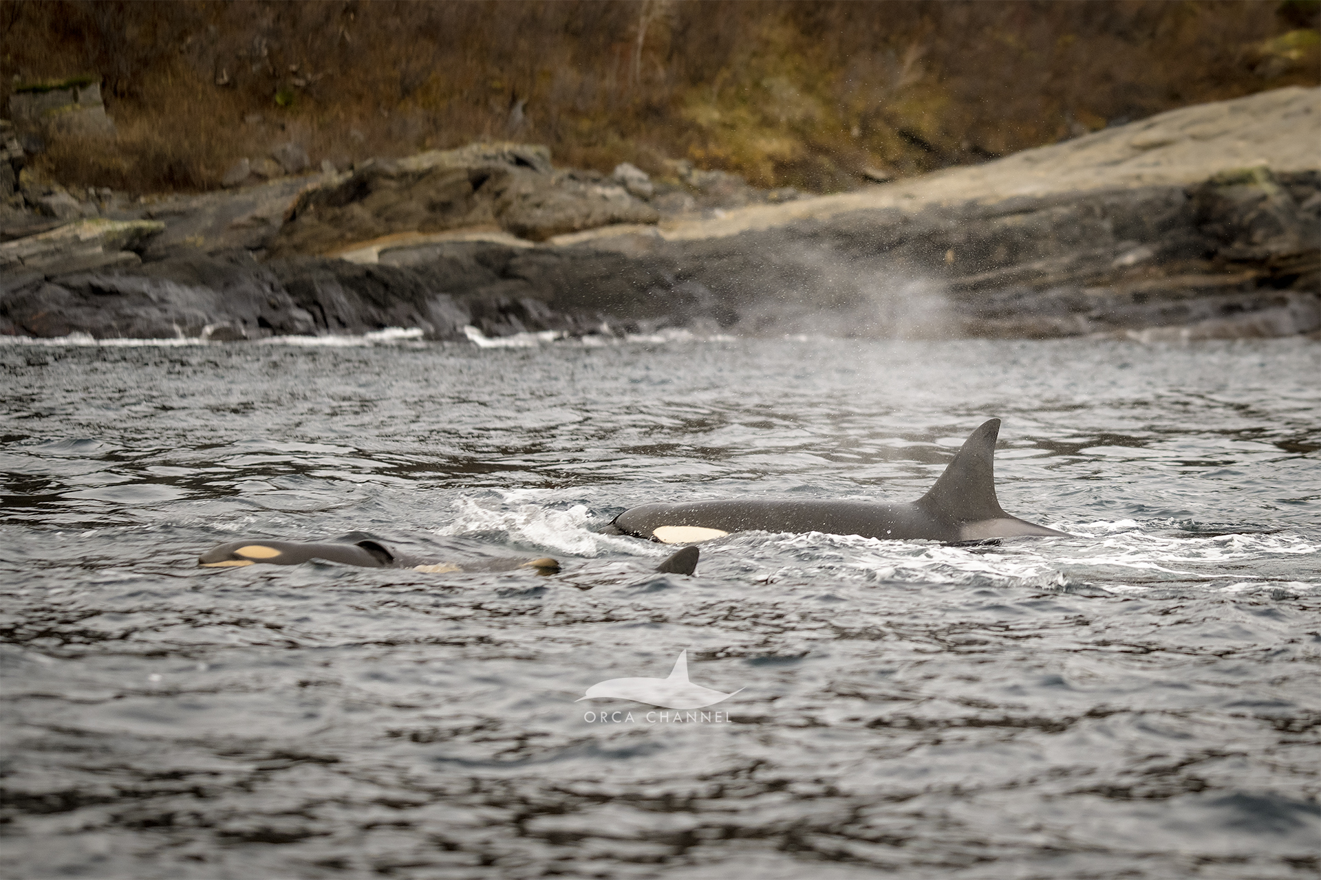 A newborn orca calf and its pod swim along the shore in Norway.