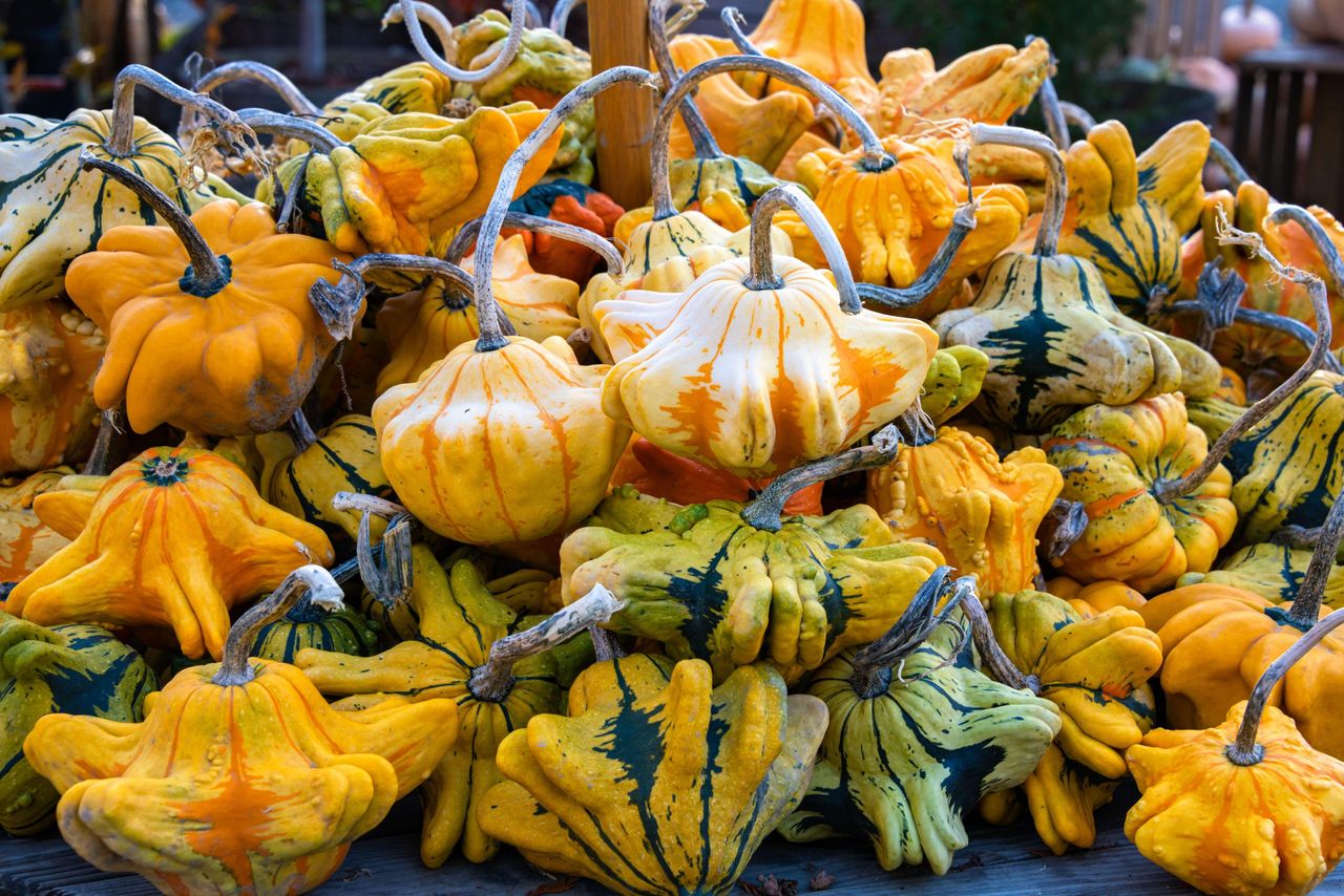 Pile of Decorative Gourds