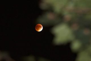 supermoon eclipse through leaves of a tree