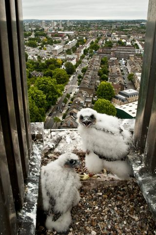 Peregrine falcon chicks in an urban nest in London. Credit: Getty