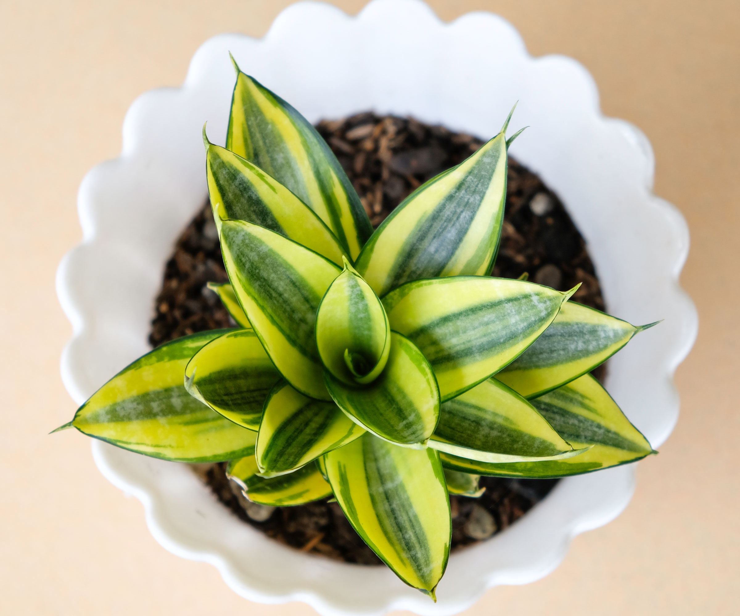 bird's nest snake plant in white pot