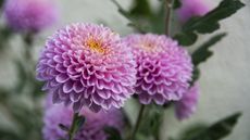 Two violet pompom chrysanthemum flowers with orange centers