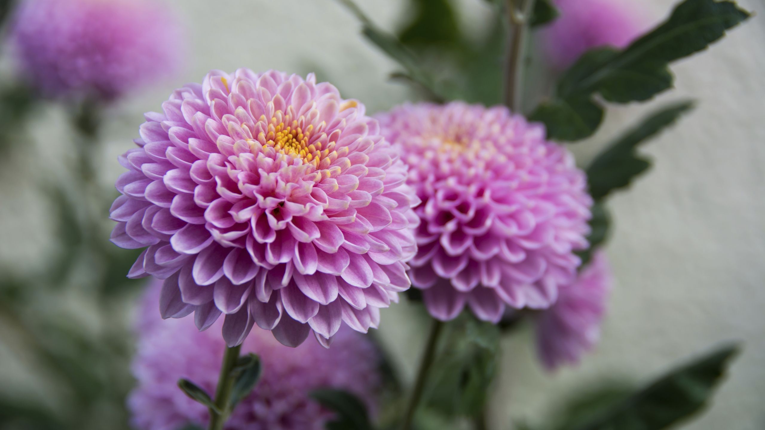 This 1-Minute Chrysanthemum Trick Will Reward You With Bigger, More Spectacular Blooms That Will Last Through Fall