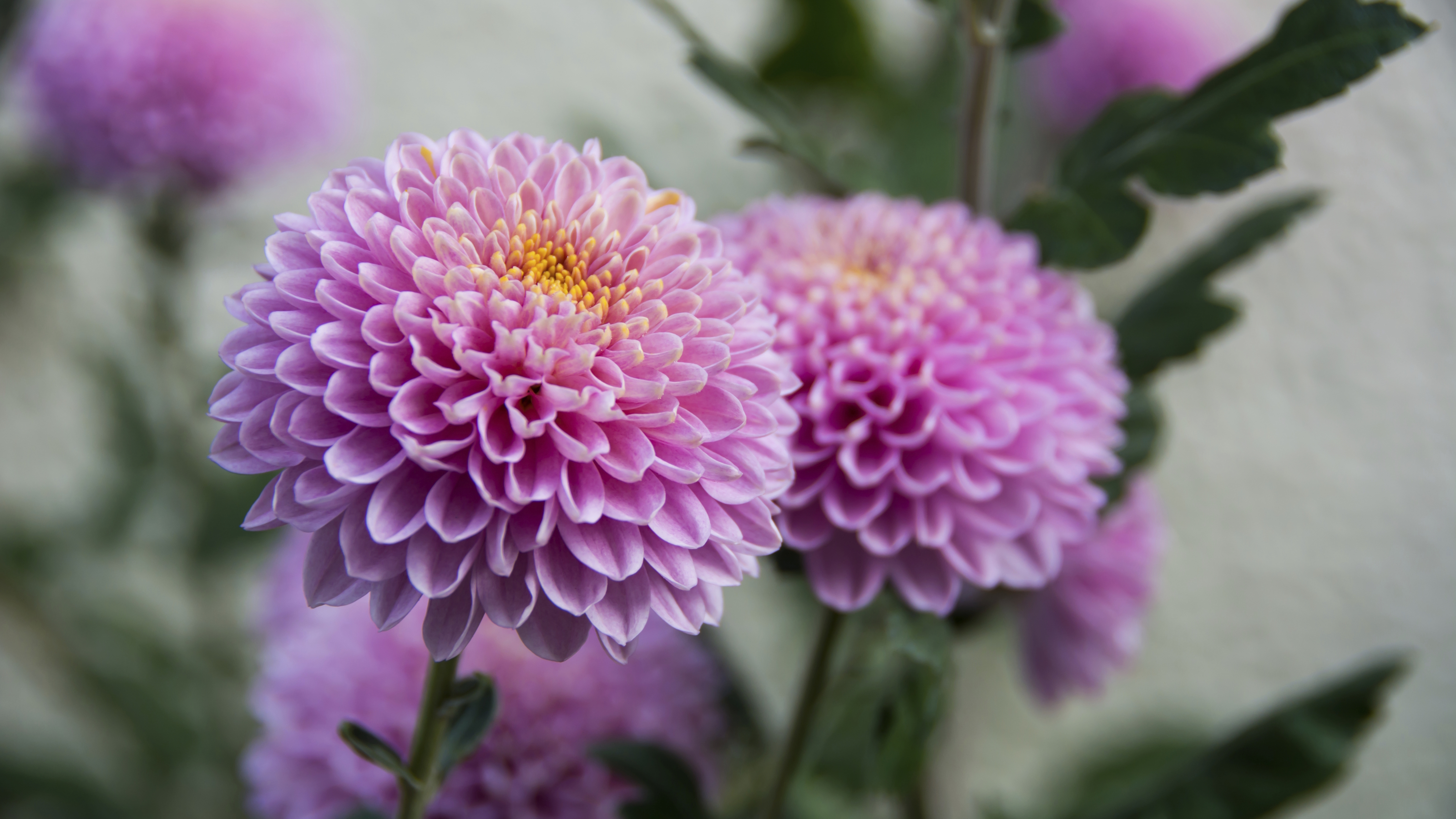 Two violet pompom chrysanthemum flowers with orange centers