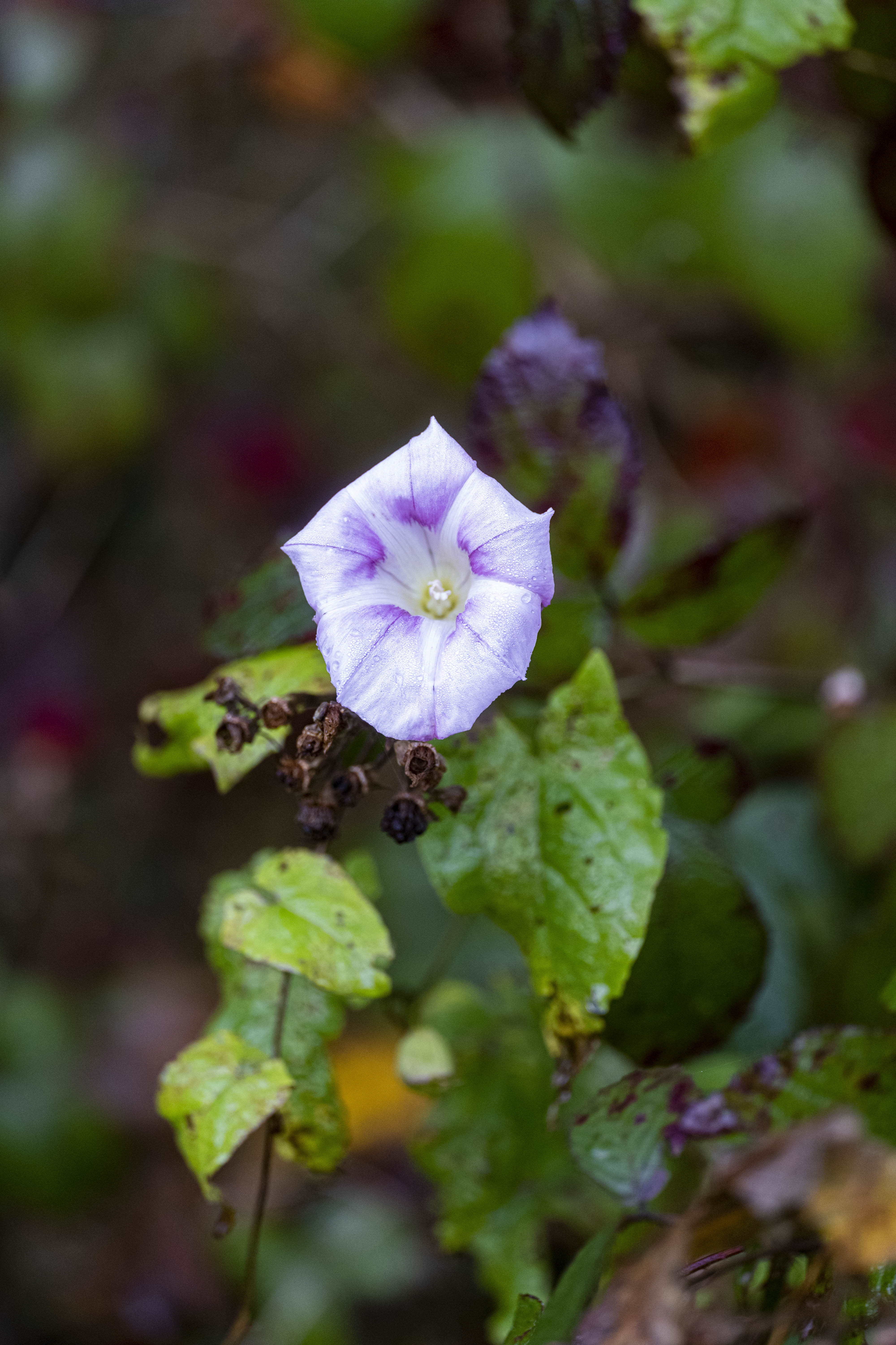 Leica SL 90-280mm