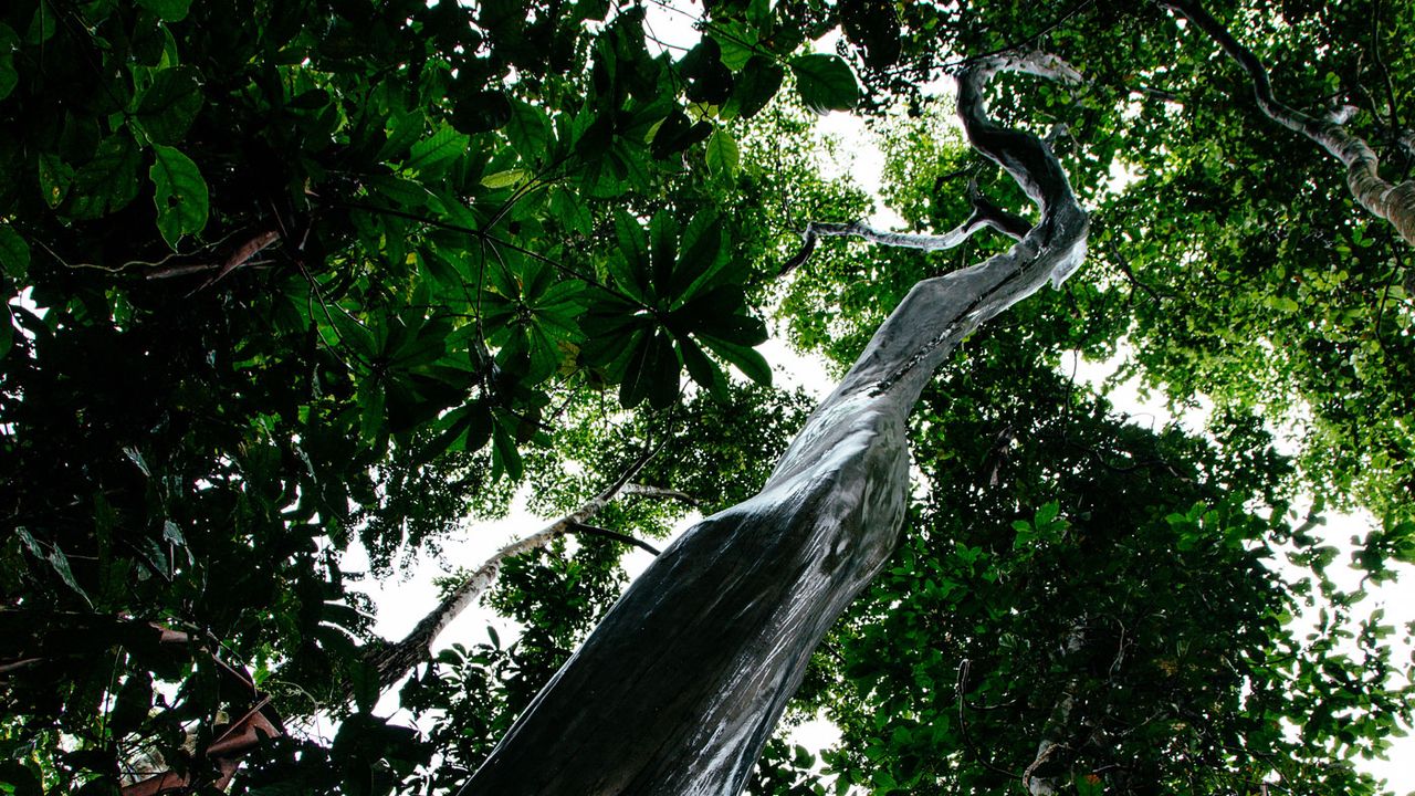 Aria Amazon, Peru cruises