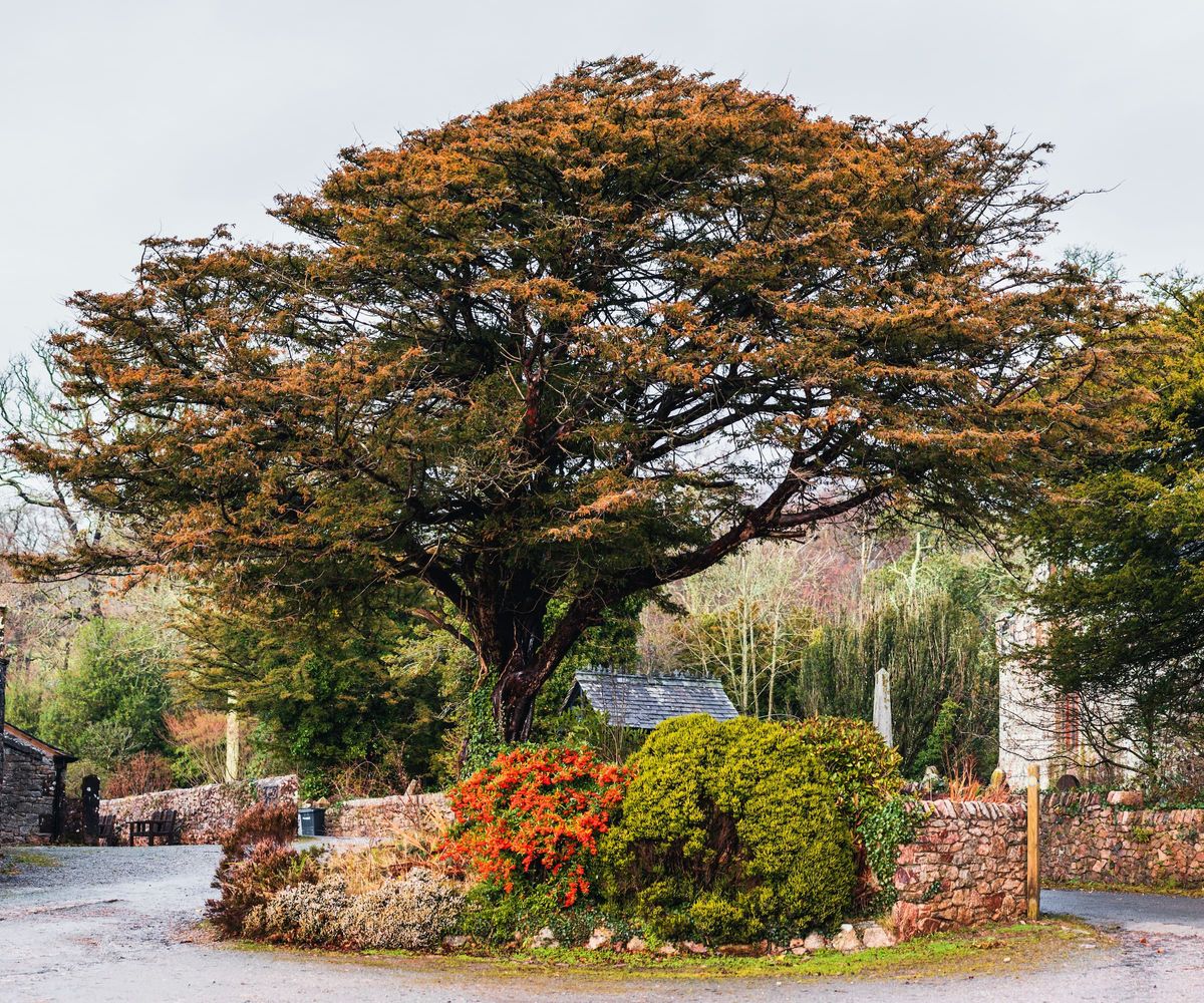 An oak tree in a garden with a stone wall around it