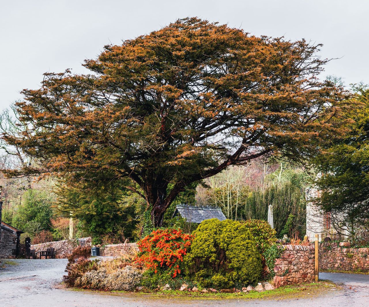 An oak tree in a garden with a stone wall around it
