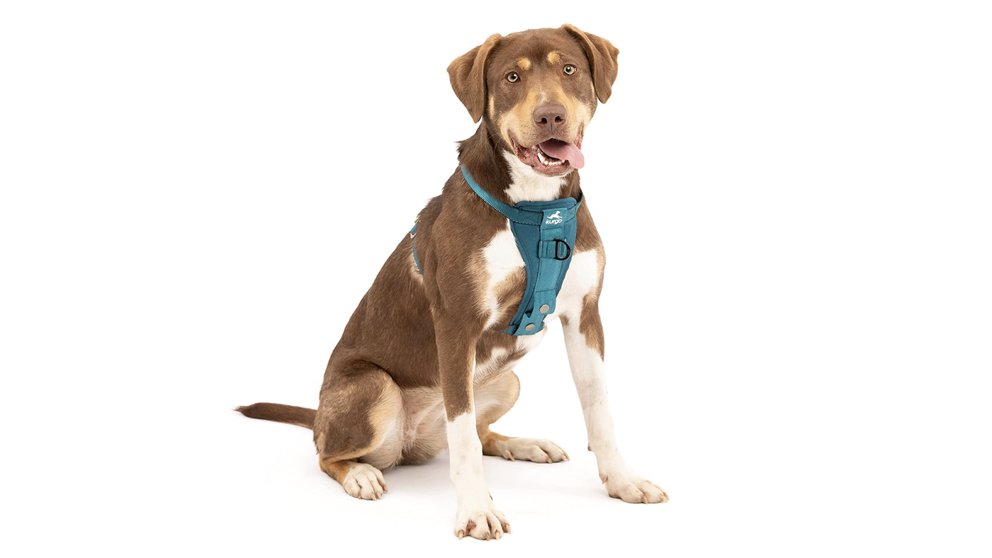 Dog harness for car