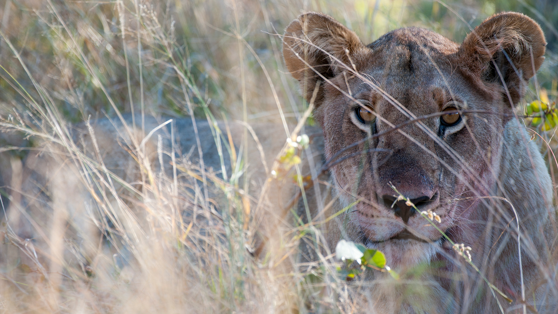 Close-up of a lioness (Panthera leo) stalking prey near the Vumbura Plains in the Okavango Delta in northern part of Botswana.