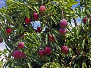 mangoes growing on a tree