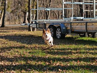 Dog chasing a stick