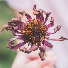 Withered purple echinacea