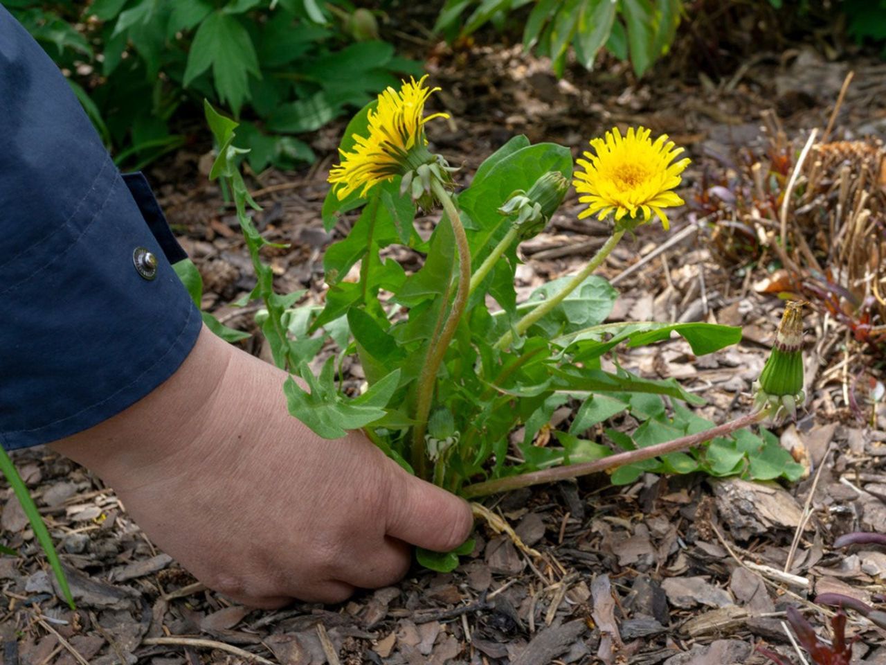 Hands Picking Dandelion Weeds