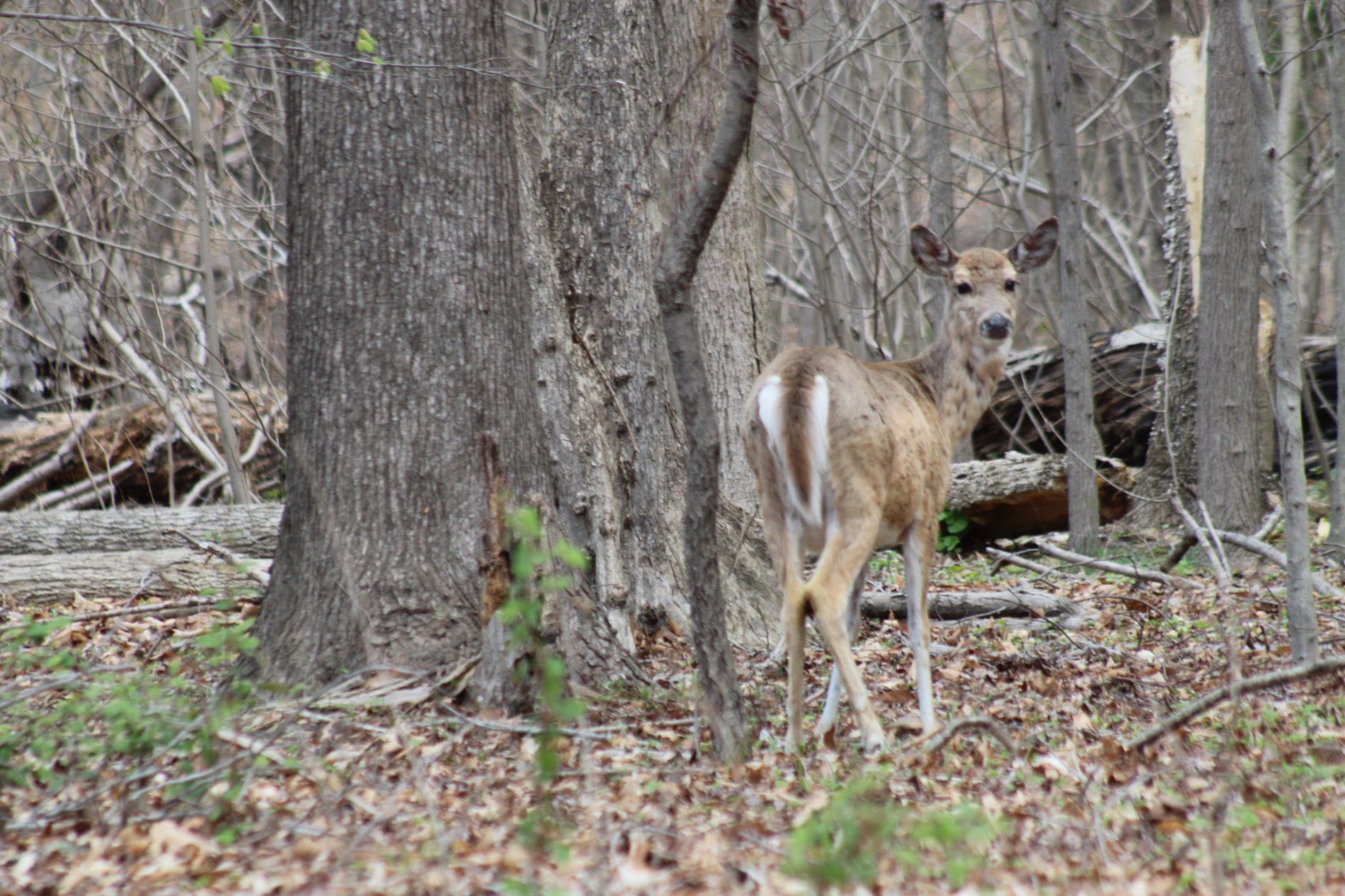 GuruShots - Nature&rsquo;s Masterpiece 2026
