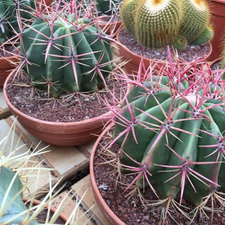 Cacti in a Terracotta Bowl on garden slabs