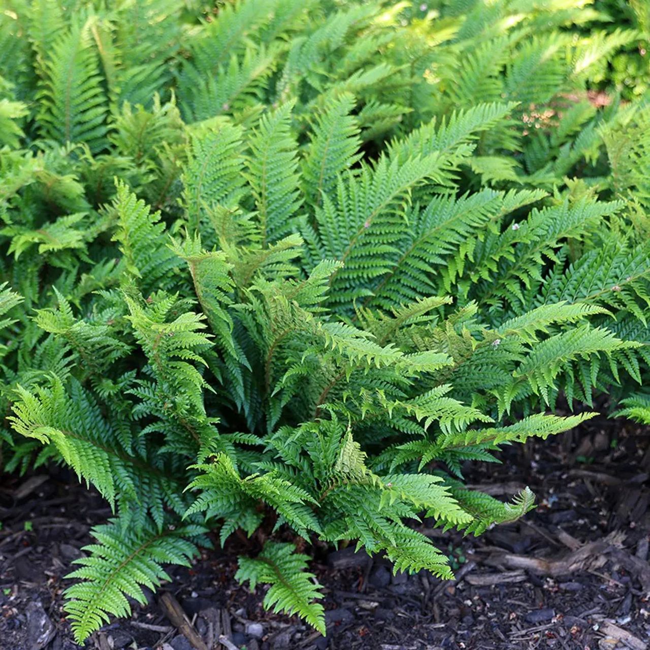 7 shade-loving plants to grow under trees | Ideal Home