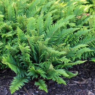 Crocus hard shield fern