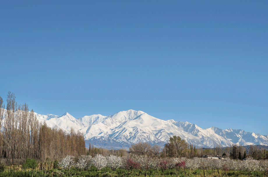 Vi&ntilde;a Cobos vineyard Cabernet Sauvignon South America