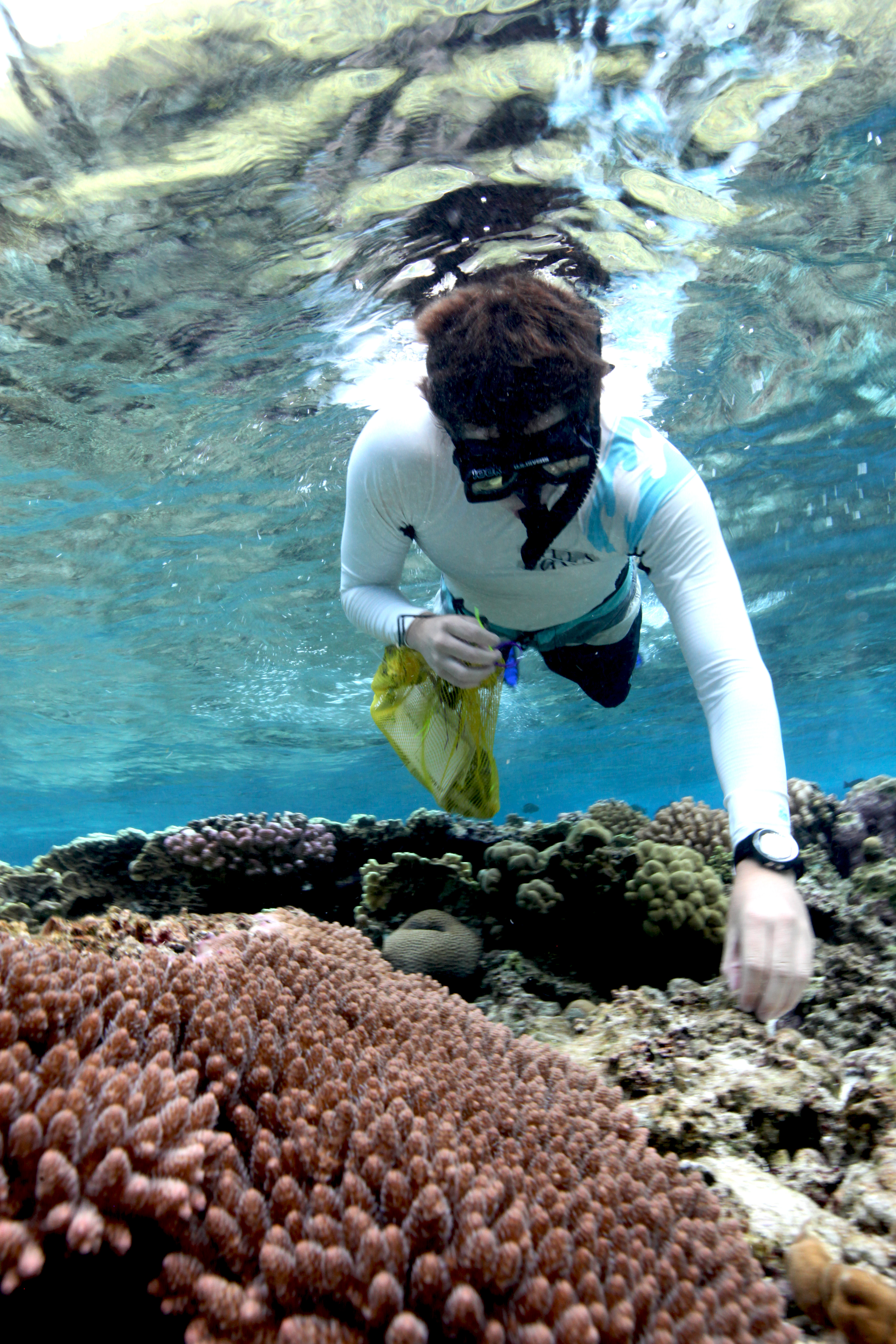 An image of corals