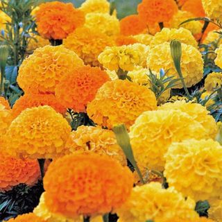 Aztec Marigold Seeds