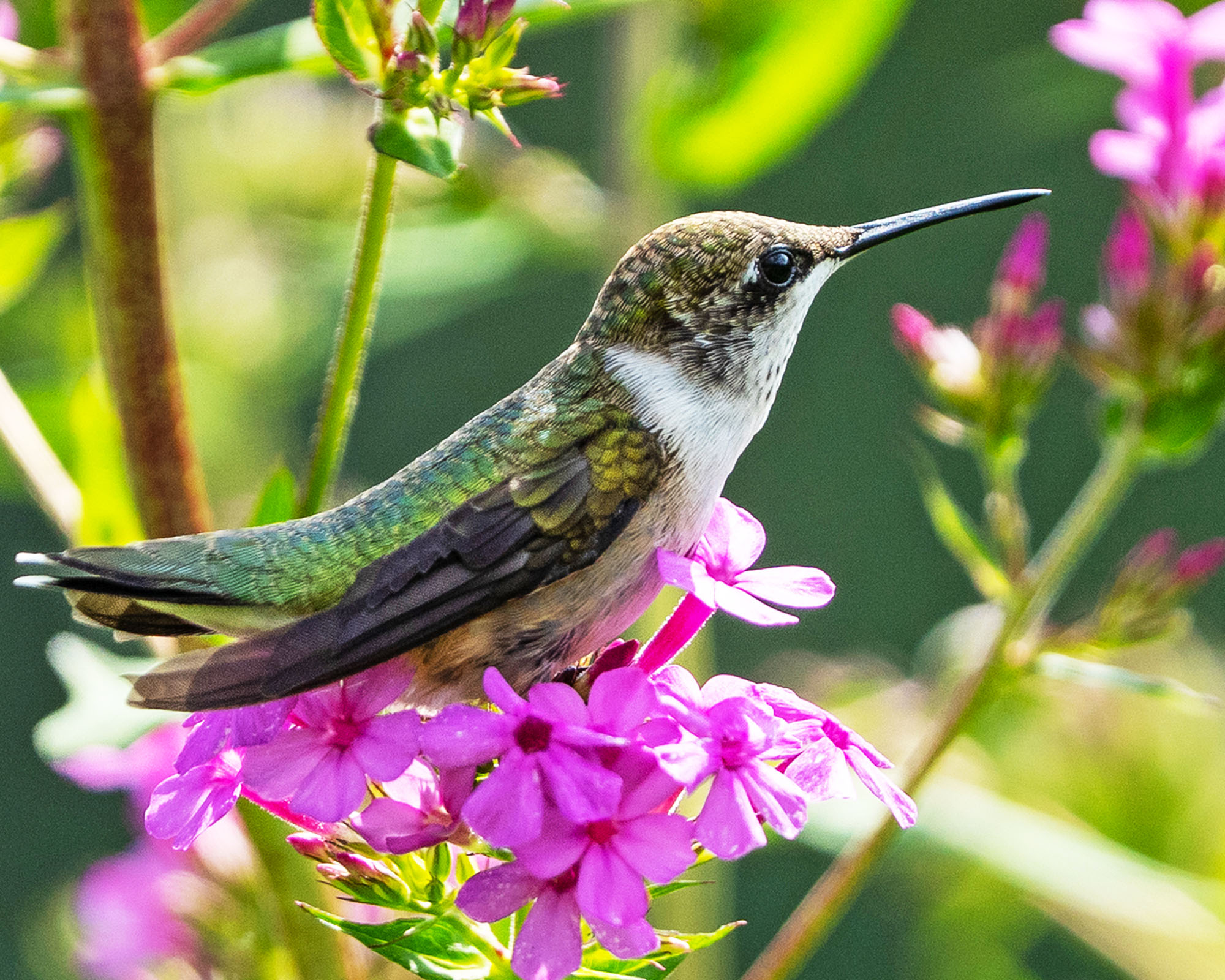 A ruby-throated hummingbird (Archilochus colubris) sits on a pink phlox flower in a garden