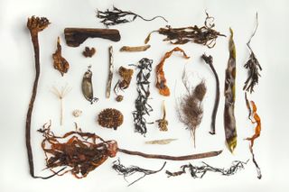 A flat lay can feature anything you choose – here, we used interesting types of plants and seaweed that had washed up on the beach. 