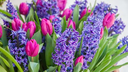 Hyacinth flowers in purple with pink tulips