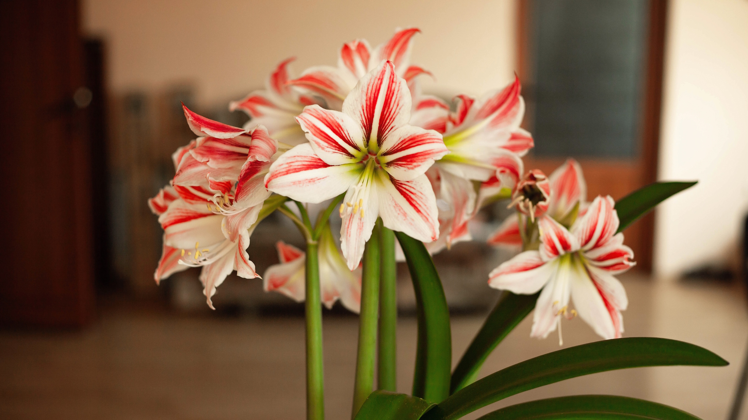 Amaryllis flowers in bloom
