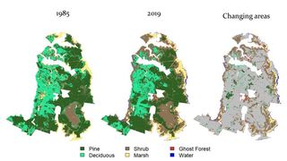 Habitat maps we created for the Alligator River National Wildlife Refuge showing the change over time and the prevalence of ghost forests.