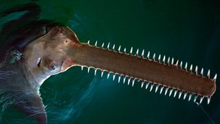 Sawfish at the surface of the water.
