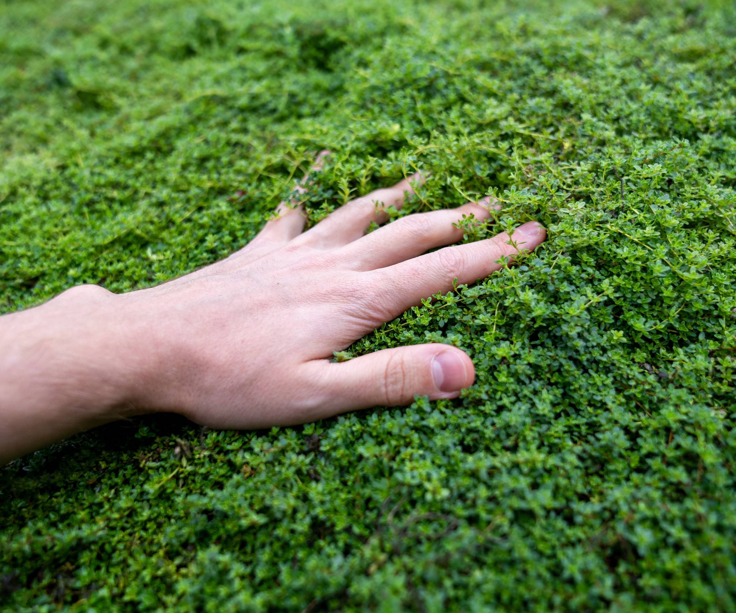 A hand touches creeping thyme