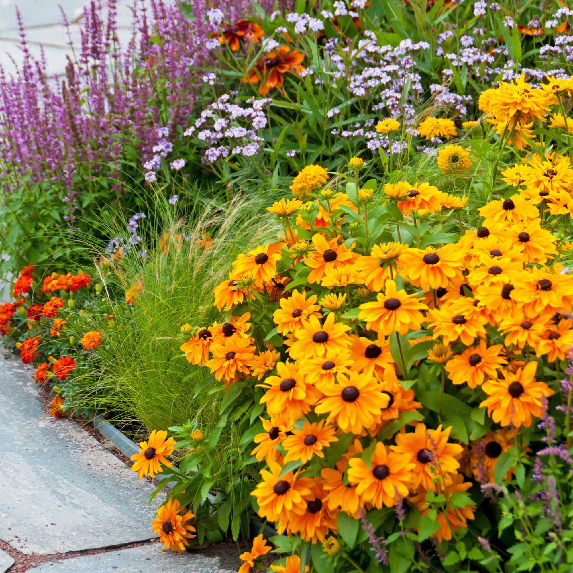 black-eyed susans