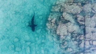 Aerial view of a Bull Shark (Carcharhinus leucas), shot with a drone, reefs of the Sea of Cortez, Cabo Pulmo, Baja California Sur, Mexico.