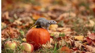 Rat on top of a pumpkin