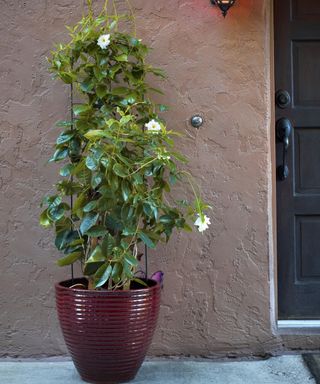 Mandevilla plant growing in a dark red pot, with green foliage and white blooms during summer