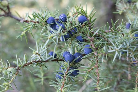 Juniper Berry Evergreen Shrub