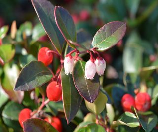 Red berries and white flowers of low-growing shrub Gaultheria procumbens