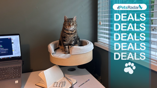 Megan's cat sitting in the Desk Nest next to a laptop and above a notepad, with the PetsRadar branded deals logo overlay to the right hand side