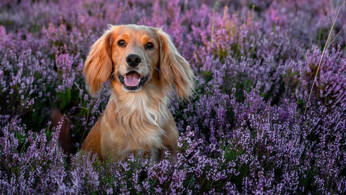 32 things to love about Cocker Spaniels | PetsRadar