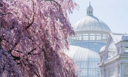 The New York Botanical Garden, Conservatory, Cherry blossom