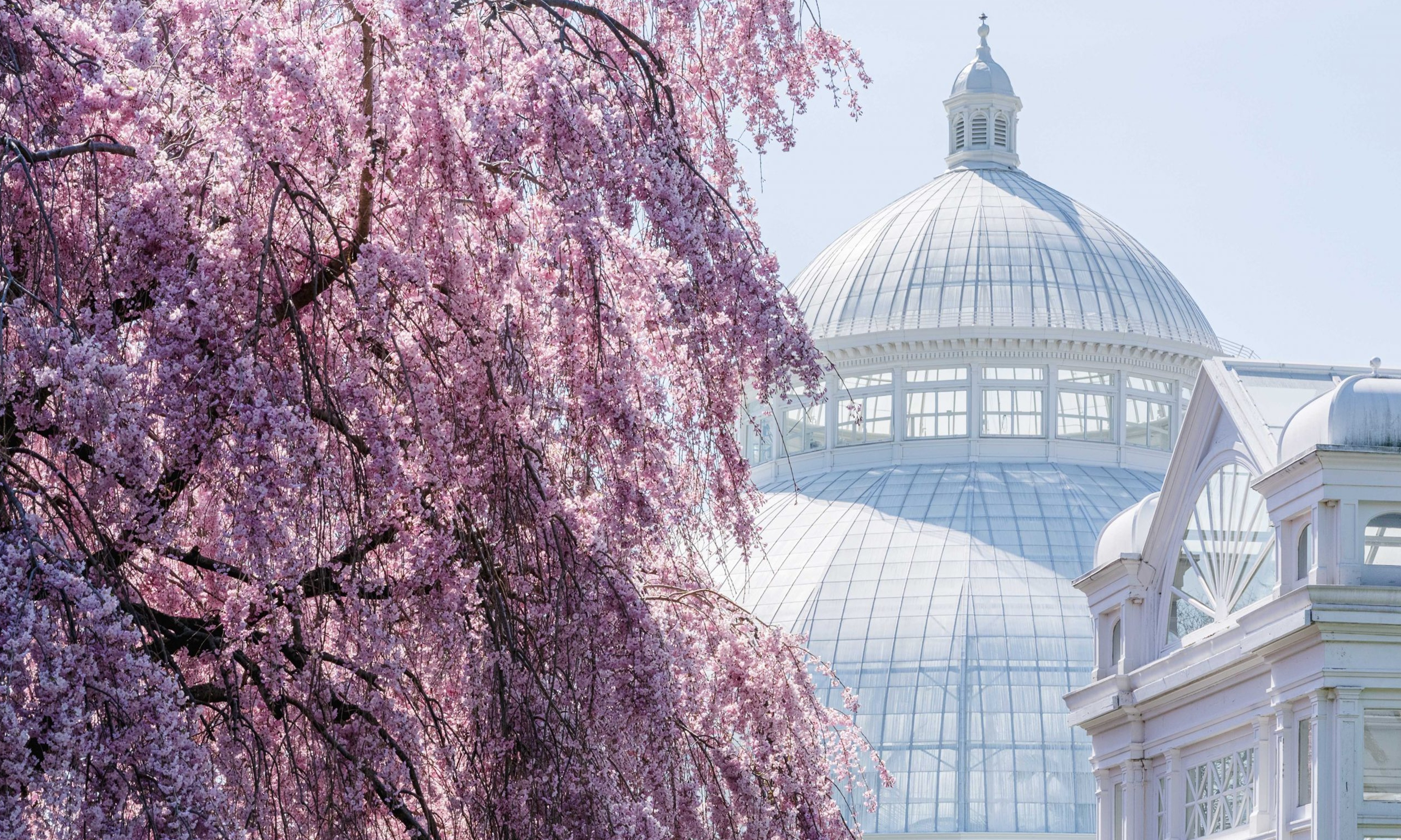 The New York Botanical Garden, Conservatory, Cherry blossom