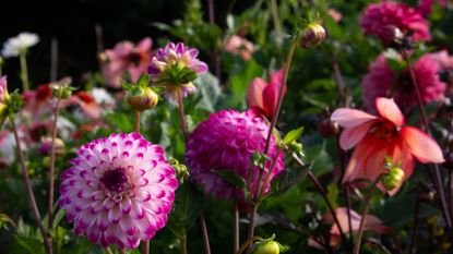 dahlia tubers showing the grown flowers in the border