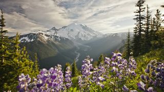 Who was John Muir: Mount Rainier